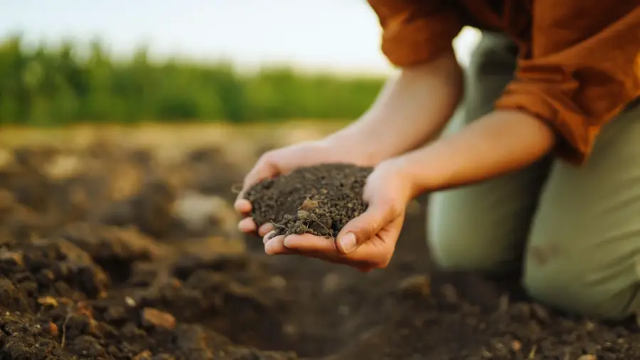 Best-Soil-for-Bonsai