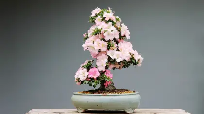 Bonsai-Cherry-Blossom