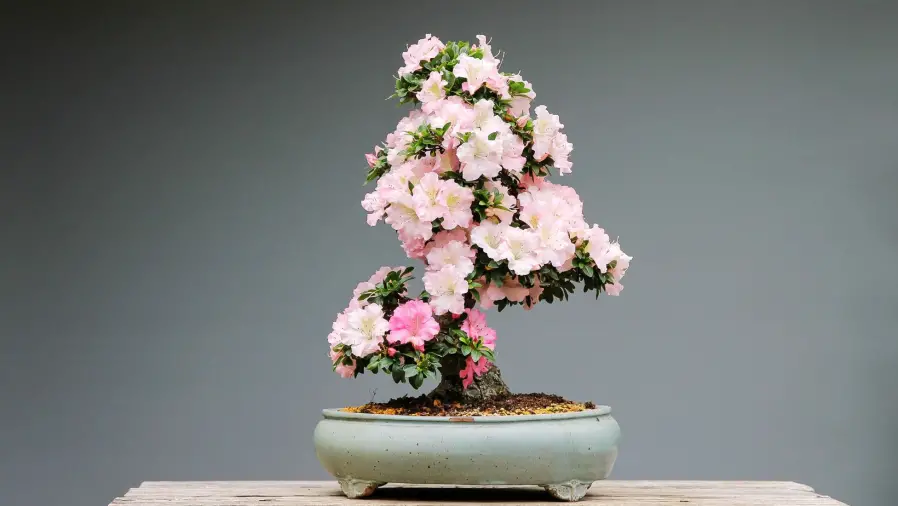 Bonsai-Cherry-Blossom