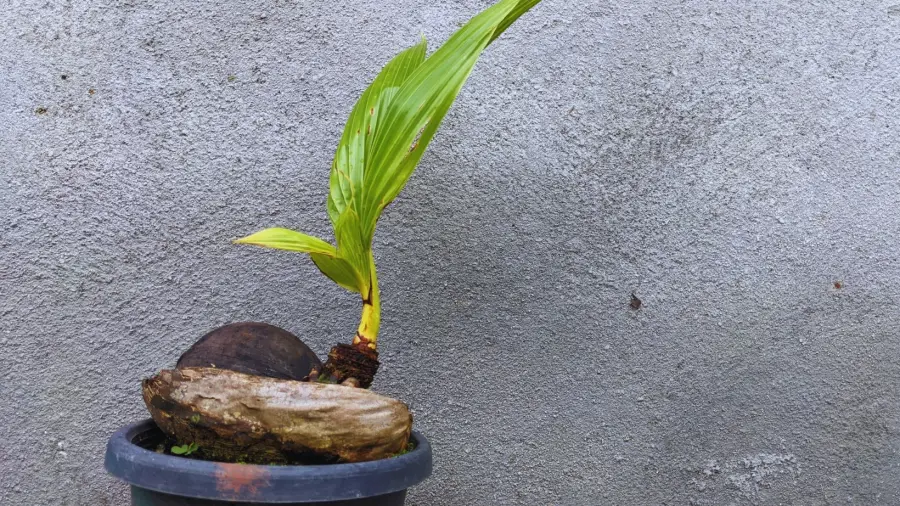 Bonsai-Coconut-Tree