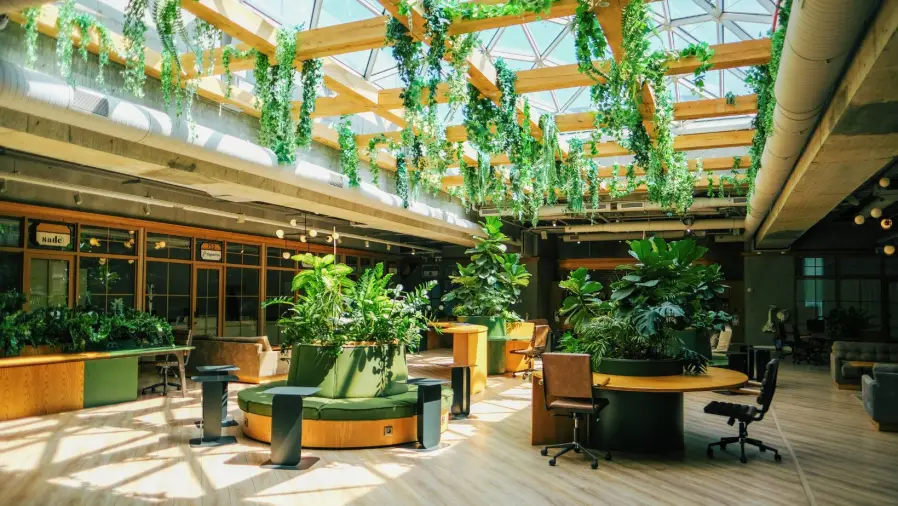 Bonsai Vs. Houseplants