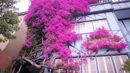 Bougainvillea Evergreen