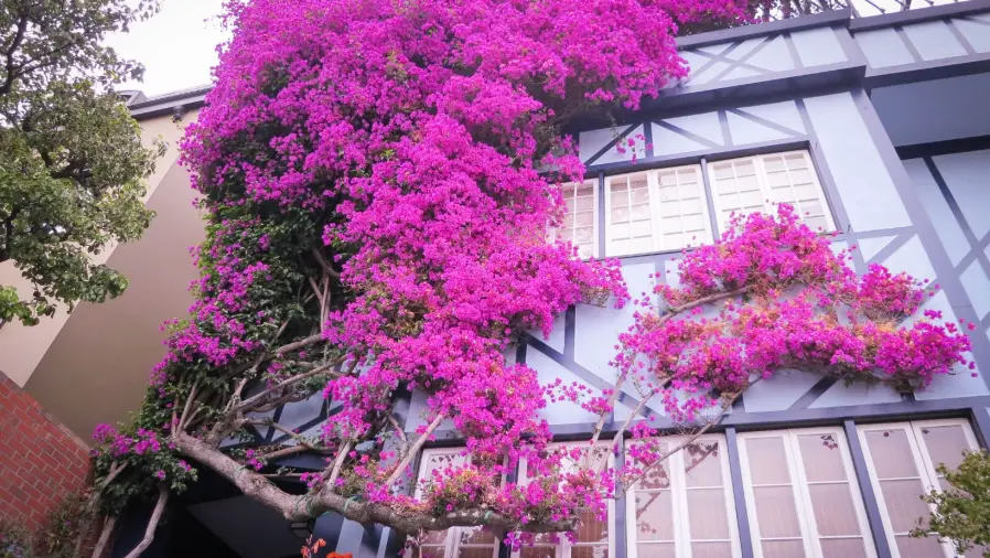 Bougainvillea Evergreen
