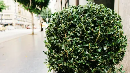 Carmona-Bonsai