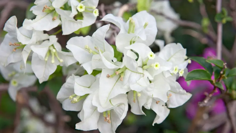 Fertilizer for Bougainvillea