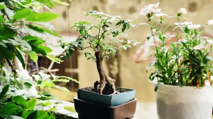 Indoor-Bonsai