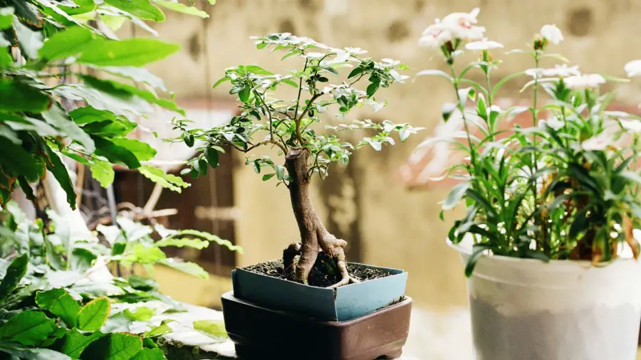 Indoor-Bonsai
