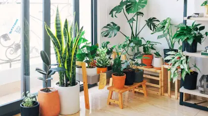 Indoor-Plants-for-Oxygen