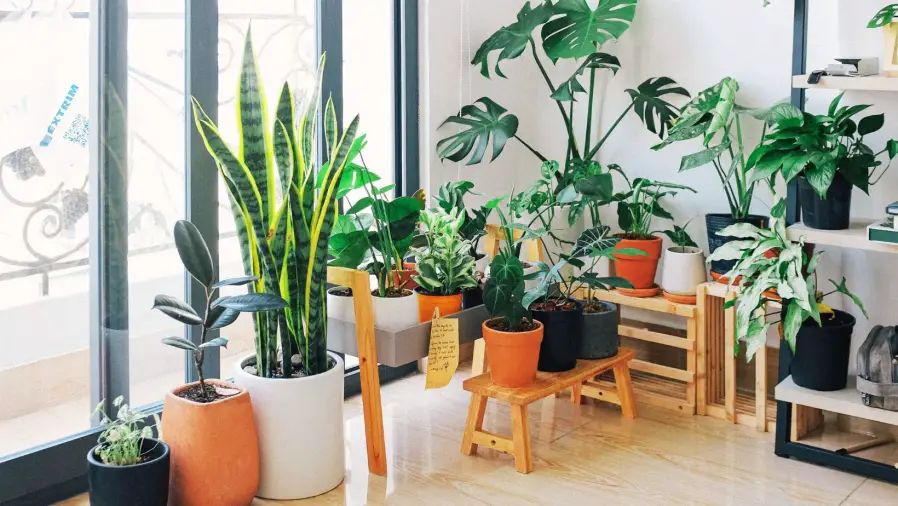 Indoor-Plants-for-Oxygen