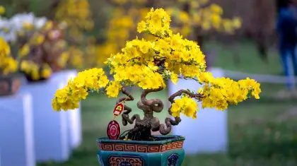Mastering-the-Art-of-Bonsai