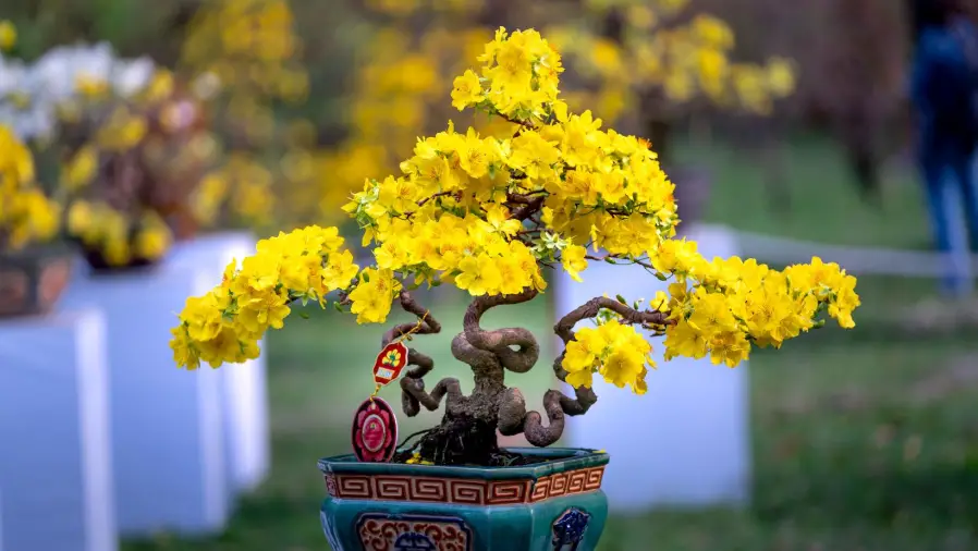 Mastering-the-Art-of-Bonsai
