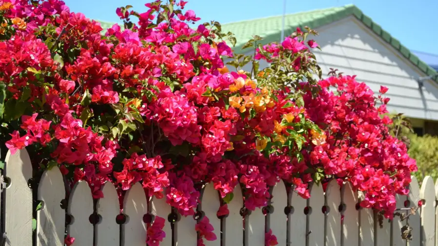 Plant Bougainvillea