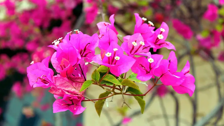 Prune Bougainvillea