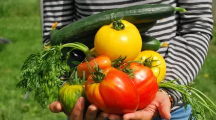 Vegetable Gardening