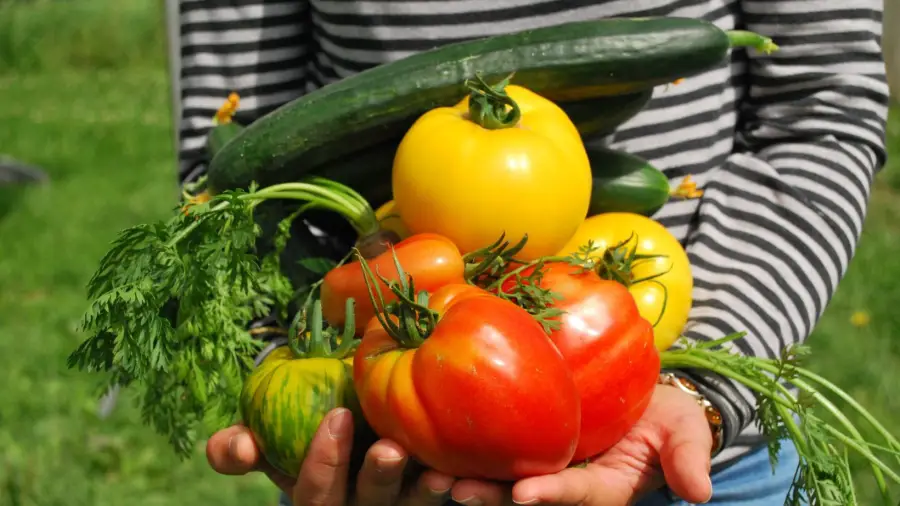 Vegetable Gardening
