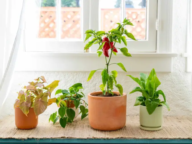 Best Fruits And Vegetables for Container Gardening