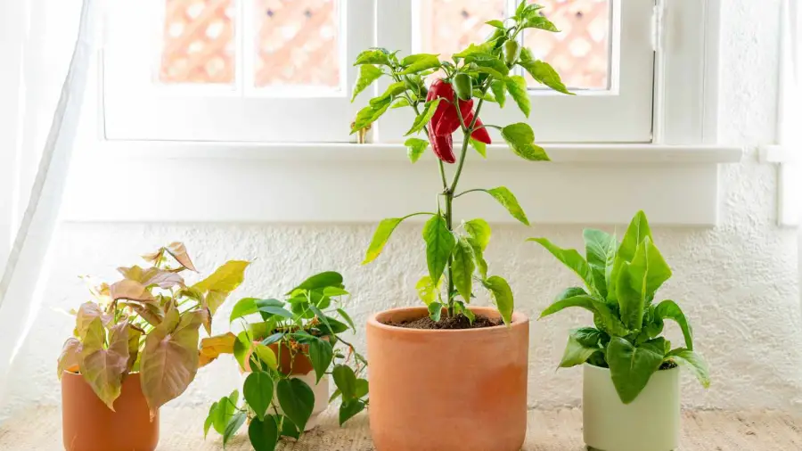 Best Fruits And Vegetables for Container Gardening