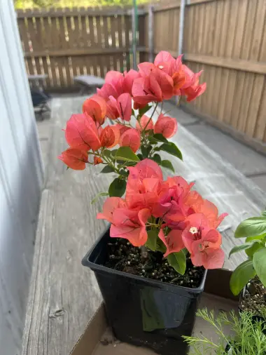 Best Place to Plant Bougainvillea