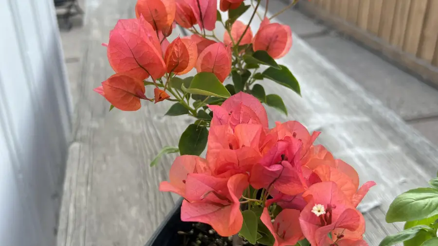 Best Place to Plant Bougainvillea