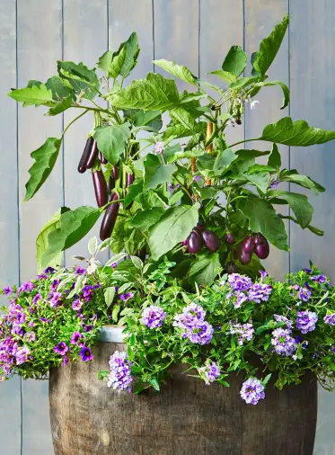 Best Vegetables for Small Container Gardening