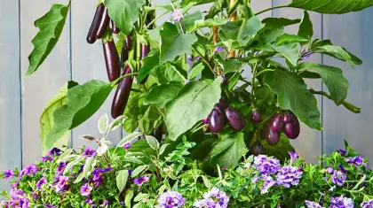 Best Vegetables for Small Container Gardening
