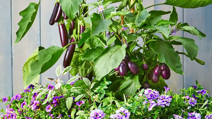 Best Vegetables for Small Container Gardening