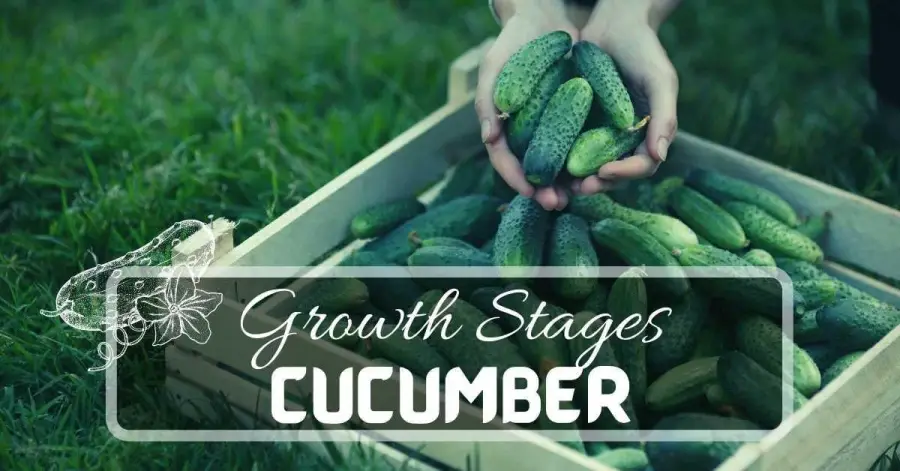 7 Cucumber Plant Stages From Seeds To Harvest