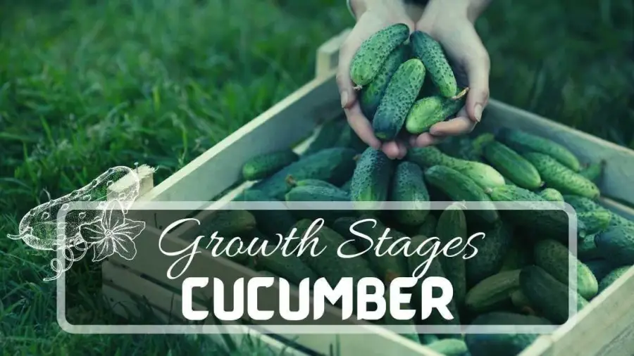 7 Cucumber Plant Stages From Seeds To Harvest