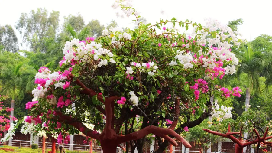 Bagan Bilash Bonsai