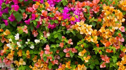 Best Bougainvillea for Bonsai