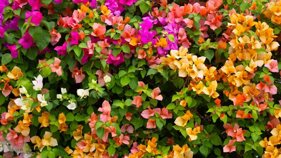 Best Bougainvillea for Bonsai