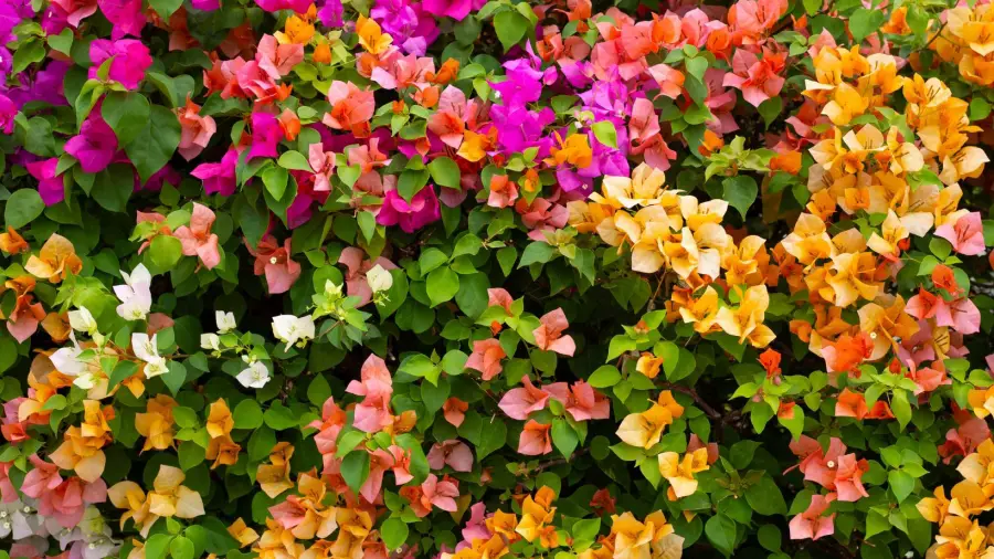 Best Bougainvillea for Bonsai