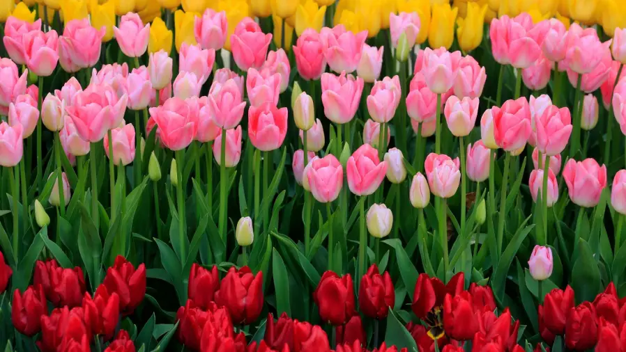 Best Seasonal Flowers