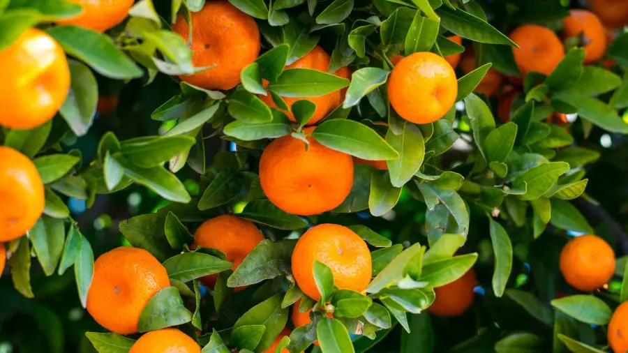 Bonsai Fruit Tree