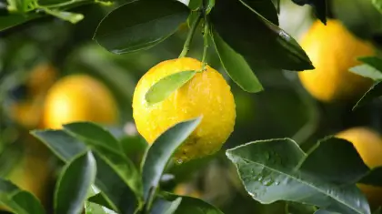 Bonsai Lemon Tree