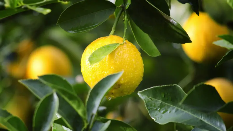 Bonsai Lemon Tree