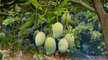 Bonsai Mango Tree
