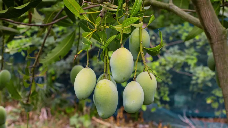Bonsai Mango Tree