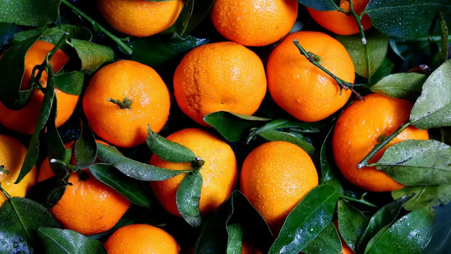 Bonsai Orange Tree