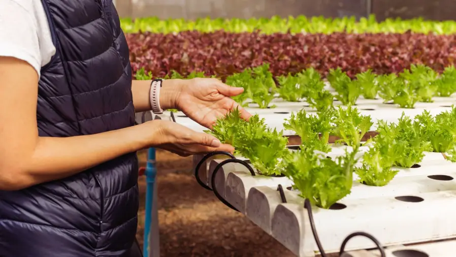 Gardening Business