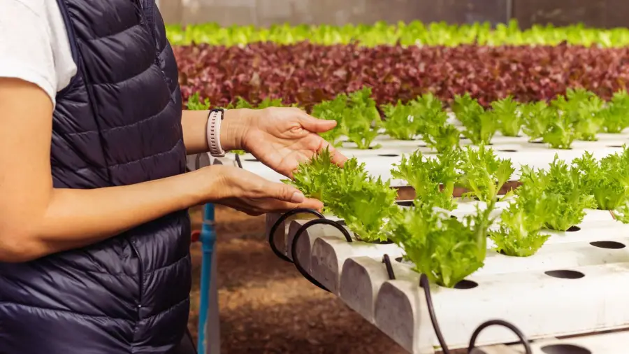 Gardening Business