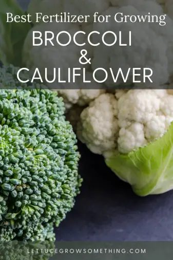 Best Fertilizer For Broccoli And Cauliflower