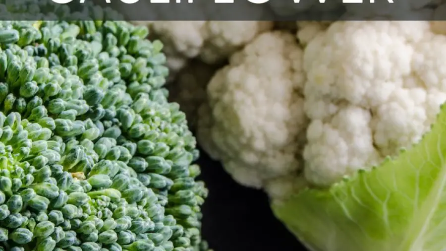 Best Fertilizer For Broccoli And Cauliflower