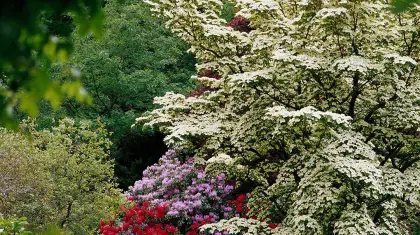 Cheap Fast Growing Privacy Trees For Your Yard