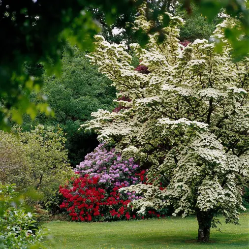 Cheap Fast Growing Privacy Trees For Your Yard