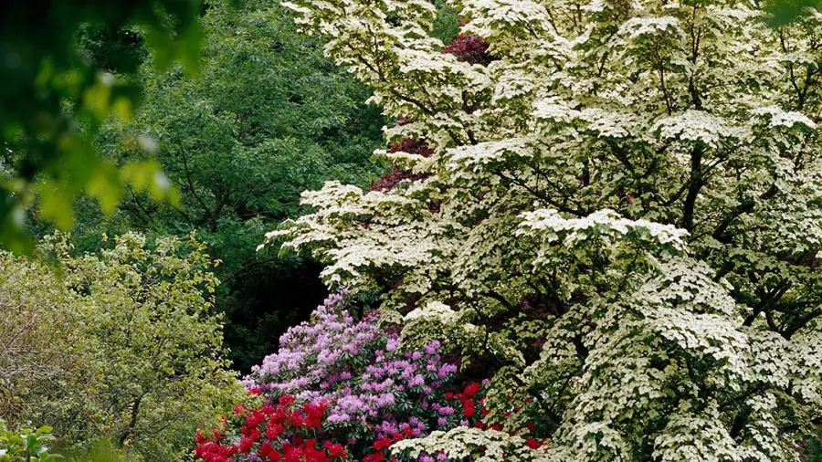 Cheap Fast Growing Privacy Trees For Your Yard