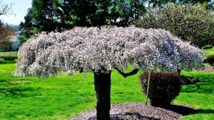 Cherry Bonsai Care: Grow a Miniature Orchard at Home