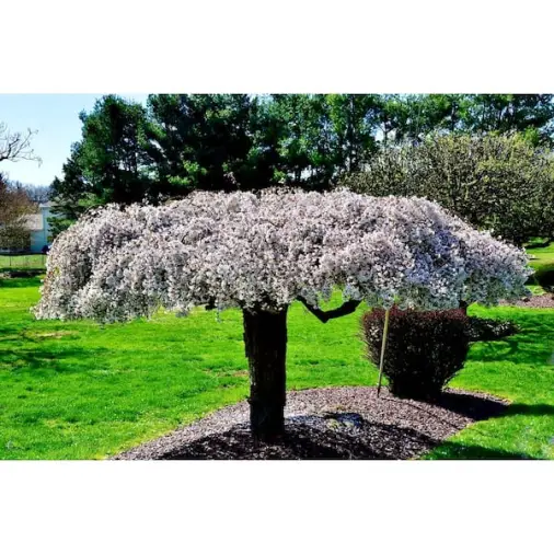 Cherry Bonsai Care: Grow a Miniature Orchard at Home