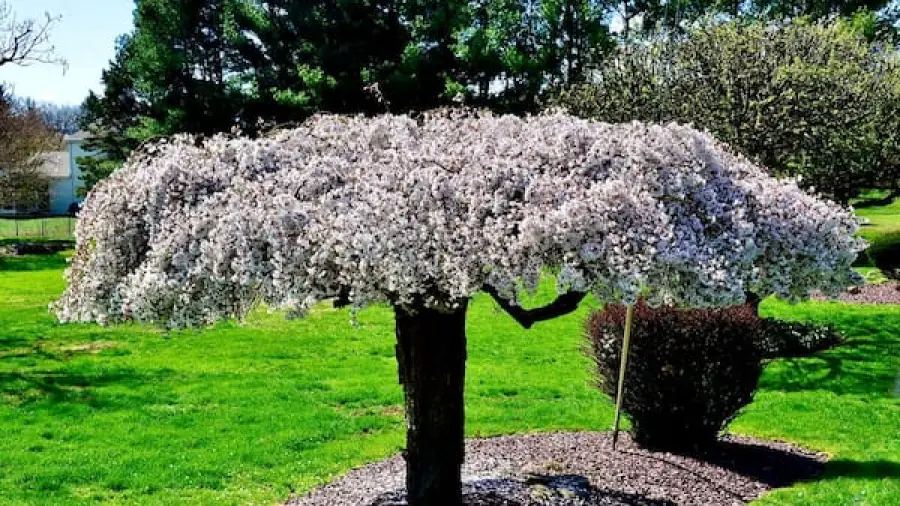 Cherry Bonsai Care: Grow a Miniature Orchard at Home