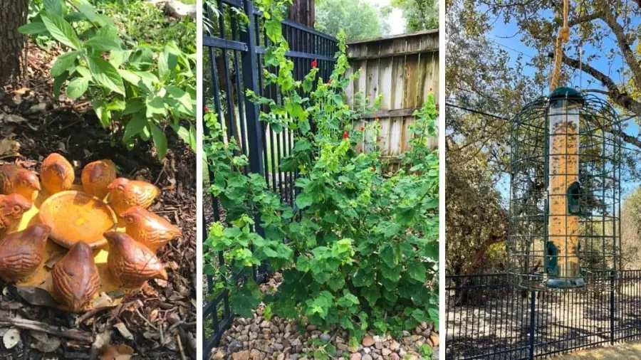 How To Make Your Yard A Wildlife Habitat